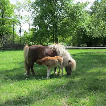 Heidenholz بلاو ام سي